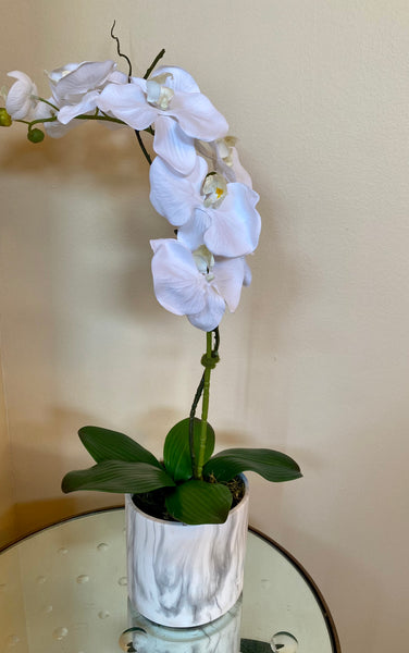 White Orchid, one stem