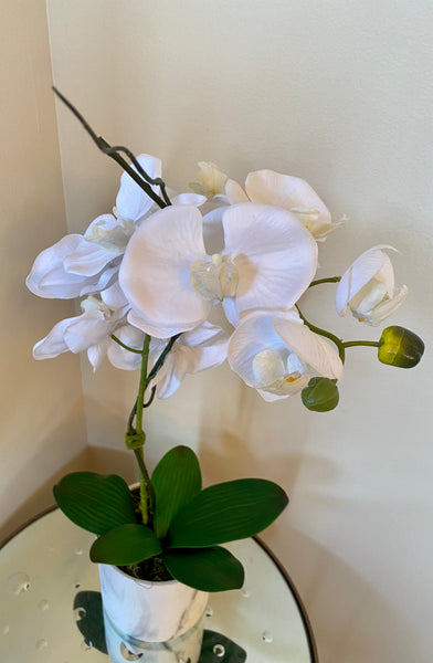 White Orchid, one stem